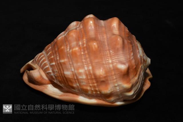 萬寶螺藏品圖，第6張