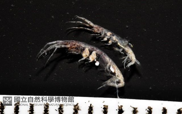 未知種蜾嬴蜚藏品圖，第6張