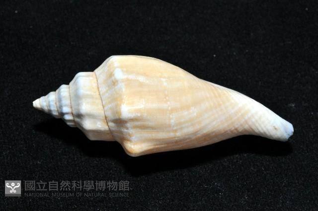黑嘴鳳凰螺藏品圖，第6張