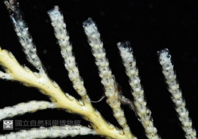 未知種苔蘚蟲藏品圖，第6張