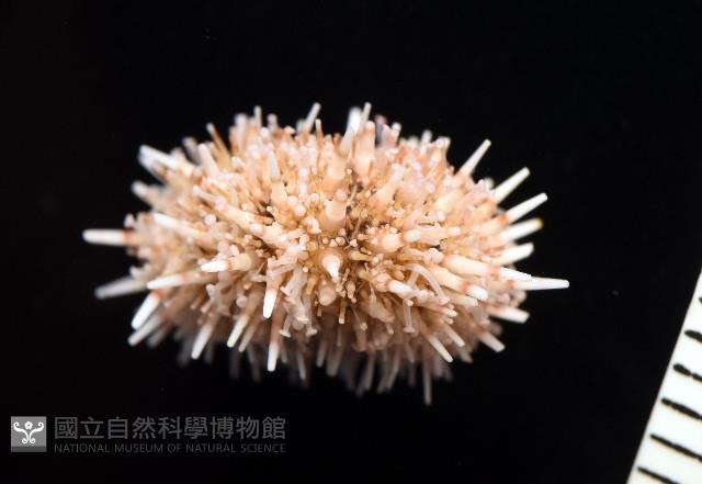 疣裸海膽藏品圖，第6張