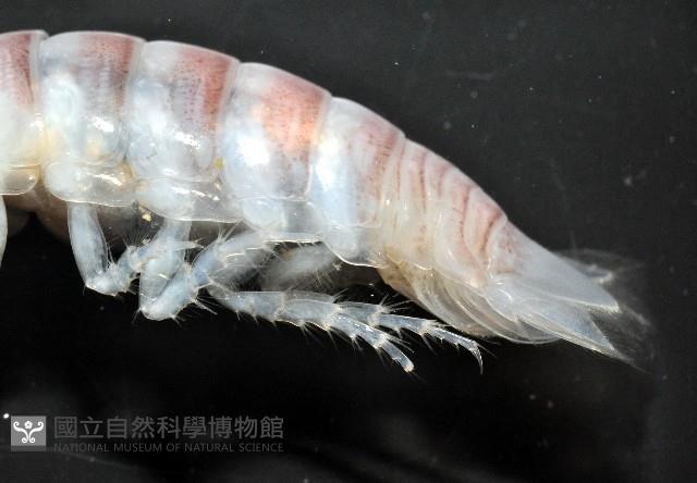 未知種浪漂水虱藏品圖，第6張