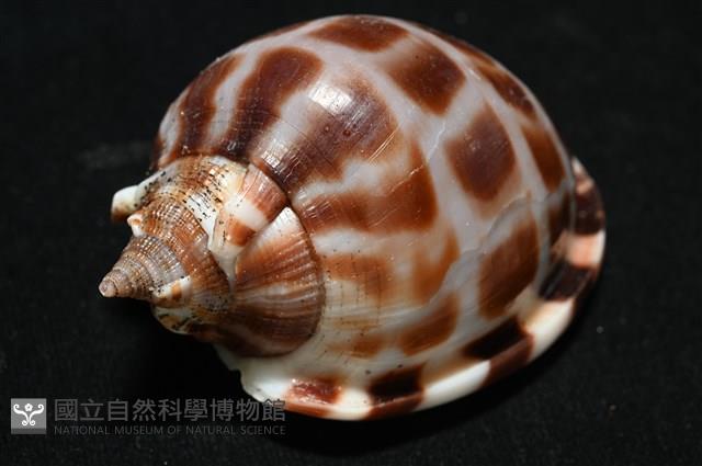 棋盤鬘螺藏品圖，第6張