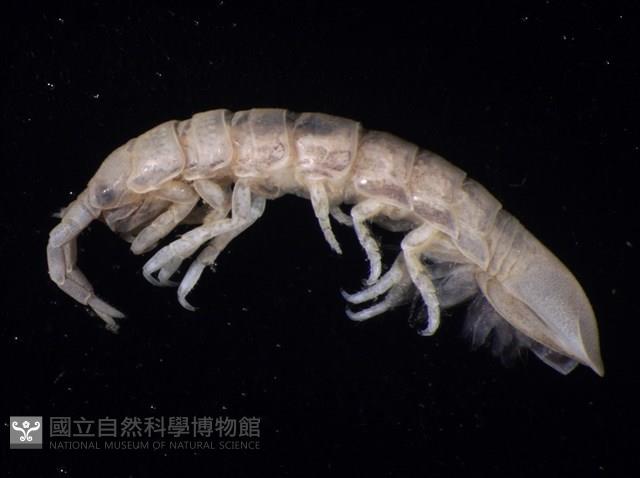 平尾棒鞭水虱藏品圖，第6張