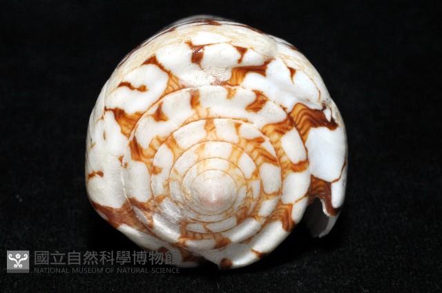 海軍上將芋螺藏品圖，第6張