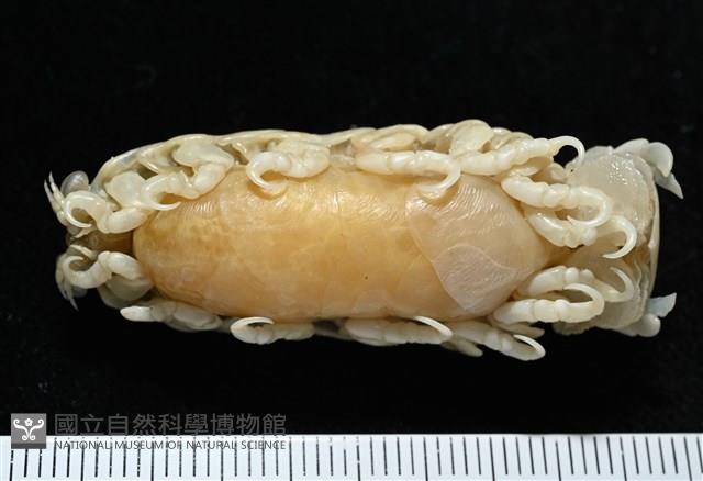 典型額胸水虱藏品圖，第6張