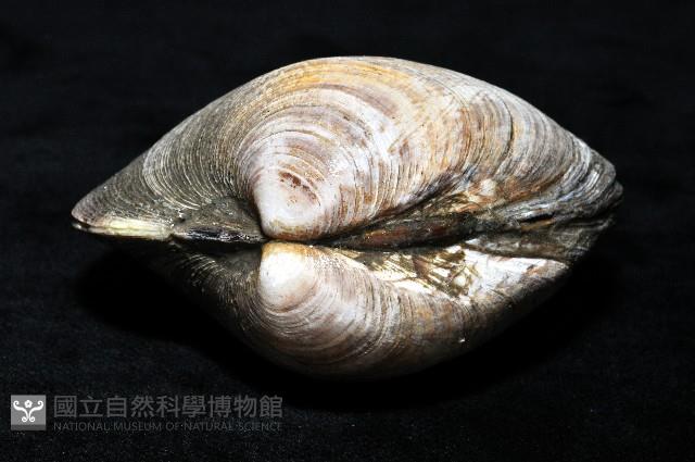 櫻桃寶石簾蛤藏品圖，第6張