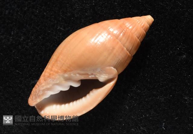 登錄號:007819-00115藏品圖，第6張
