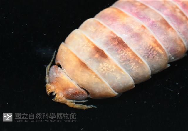 未知種羅司水虱藏品圖，第6張