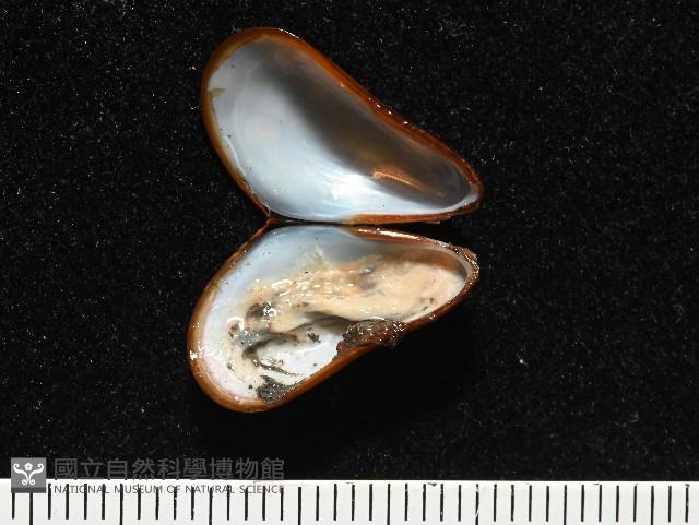 平端深海殼菜蛤藏品圖，第6張