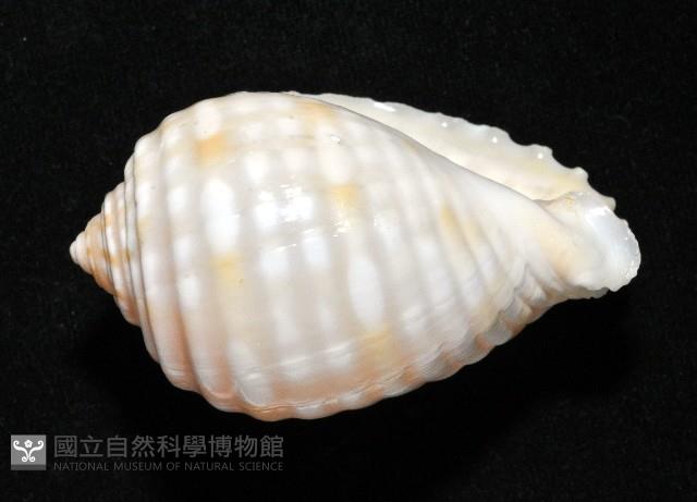 巴西粗齒鶉螺藏品圖，第6張