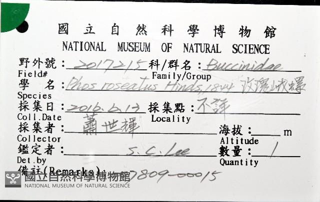 玫瑰峨螺藏品圖，第6張