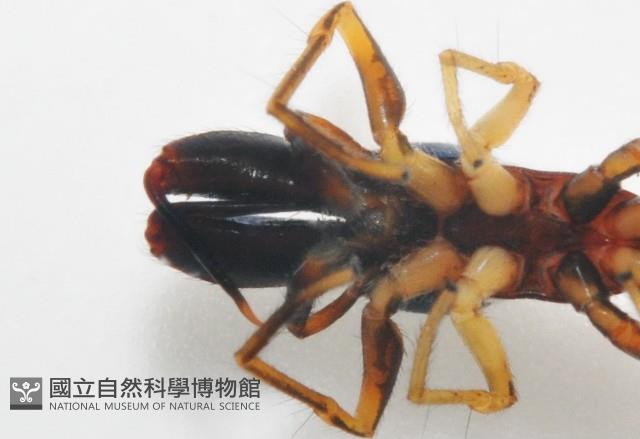 黑色蟻蛛藏品圖，第6張