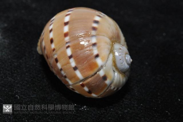 蝴蝶玉螺藏品圖，第6張