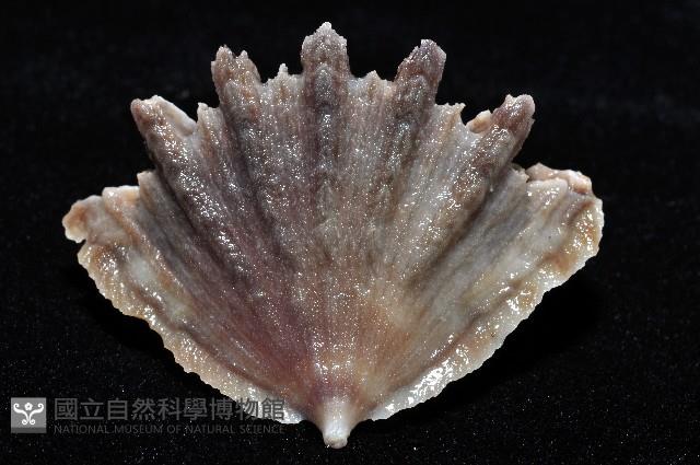 菱扇形珊瑚藏品圖，第6張