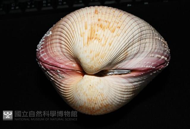 巨鳥尾蛤藏品圖，第6張
