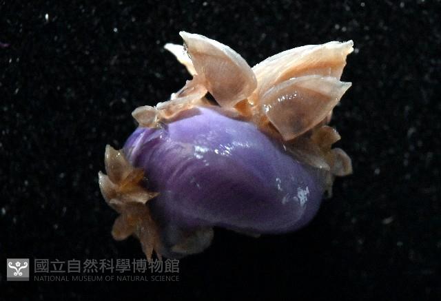 侏儒紫螺藏品圖，第6張