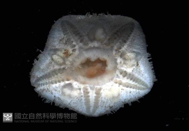 未知種開曼海星藏品圖，第6張