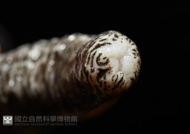 未知種尻參藏品圖，第6張