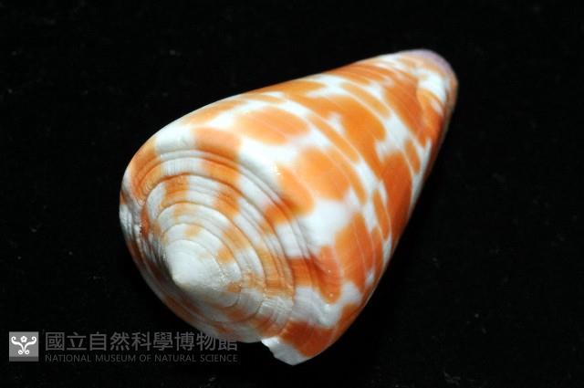 紅磚芋螺藏品圖，第6張