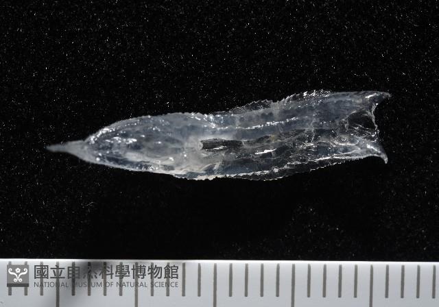 未知種舴艋螺藏品圖，第6張