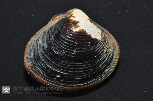 台灣蜆藏品圖，第6張