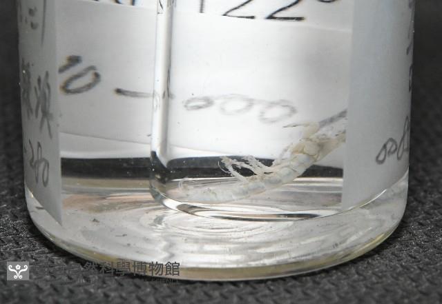 未知種端足類藏品圖，第6張