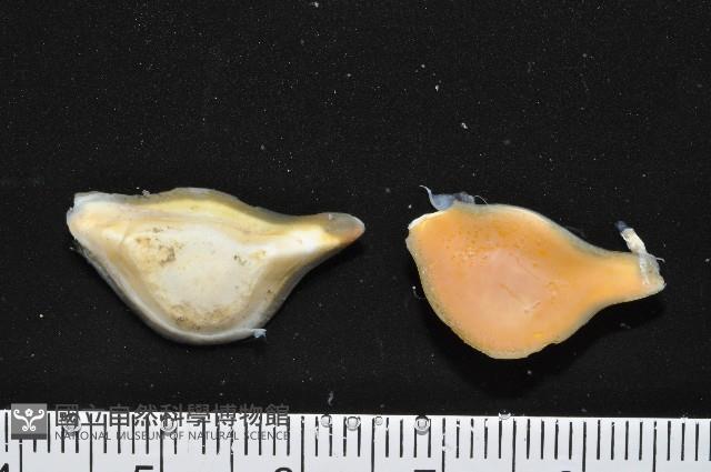大塚薄泡螺藏品圖，第6張