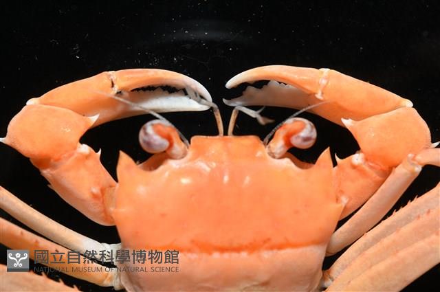 音樂聲蟹藏品圖，第6張