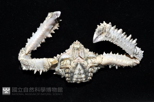 強壯菱蟹藏品圖，第6張