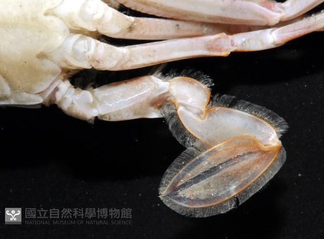 圓形狼牙蟹藏品圖，第6張