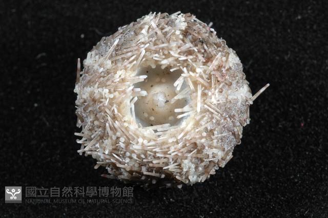 褐駝海膽藏品圖，第6張