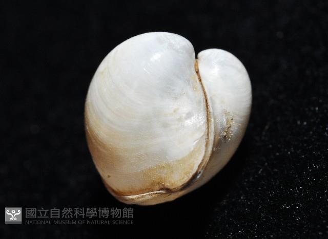 渾滾砂蛤藏品圖，第6張