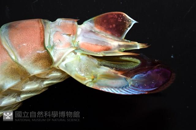 脊尾齒指蝦蛄藏品圖，第6張