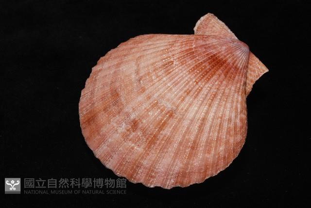 澳洲海扇蛤藏品圖，第6張