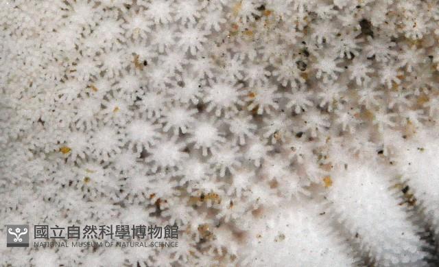 華普槭海星藏品圖，第6張
