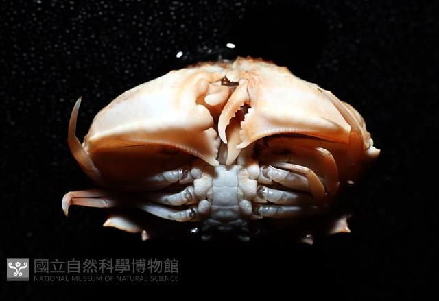 四斑饅頭蟹藏品圖，第6張