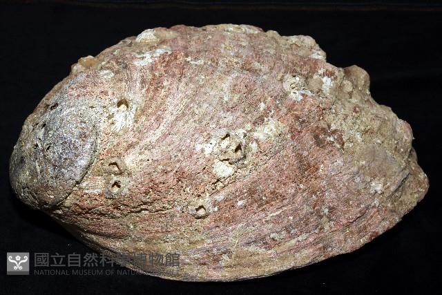 紅鮑螺藏品圖，第6張