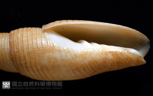 靈犀筆螺藏品圖，第6張