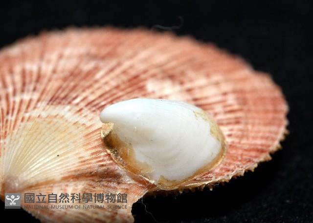 茉莉花偏蓋螺藏品圖，第6張