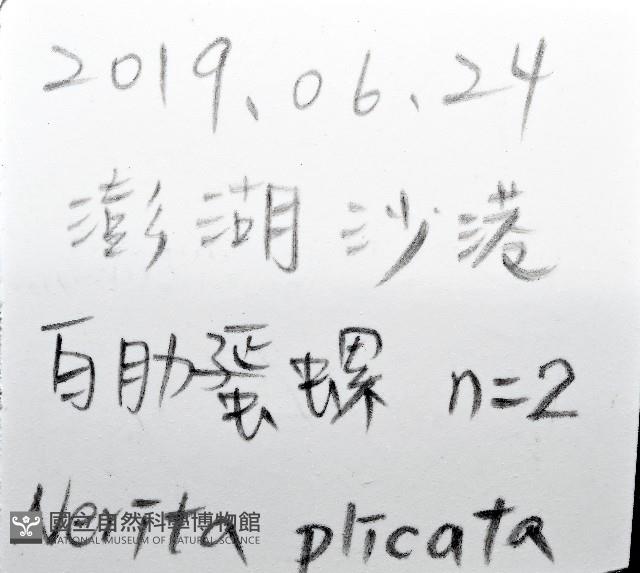 白肋蜑螺藏品圖，第6張