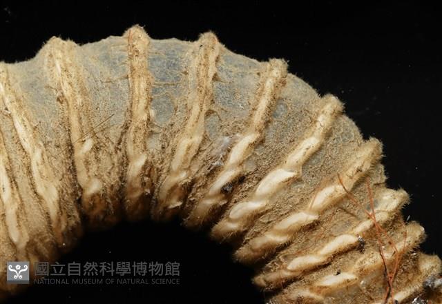 司氏鎧茗荷藏品圖，第6張