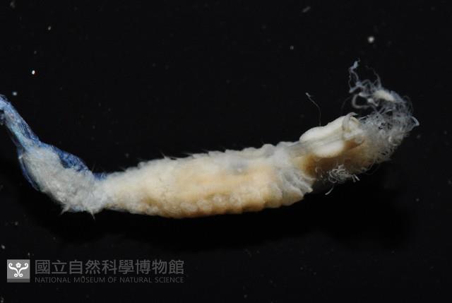 八里梳鰓蟲藏品圖，第6張