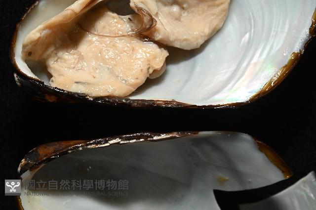 平端深海殼菜蛤藏品圖，第6張
