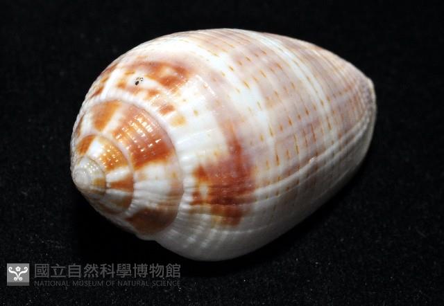 姆指筆螺藏品圖，第6張