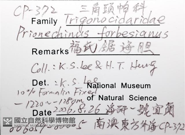 福氏鋸海膽藏品圖，第6張