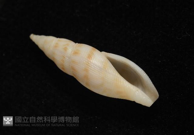 莫三比克布紋螺藏品圖，第6張