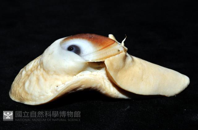 未知種扁玉螺藏品圖，第6張