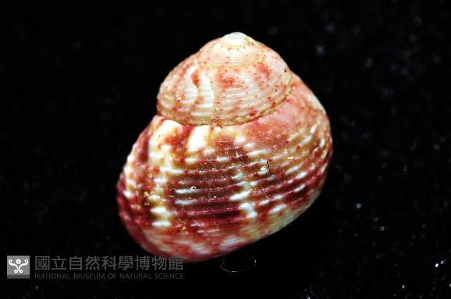 精靈蠑螺藏品圖，第6張