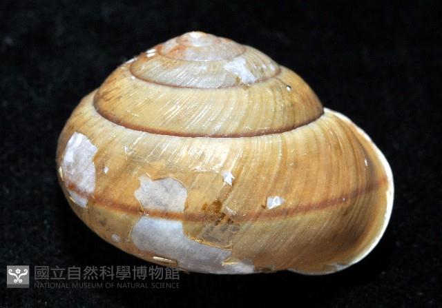 金崙栗蝸藏品圖，第6張